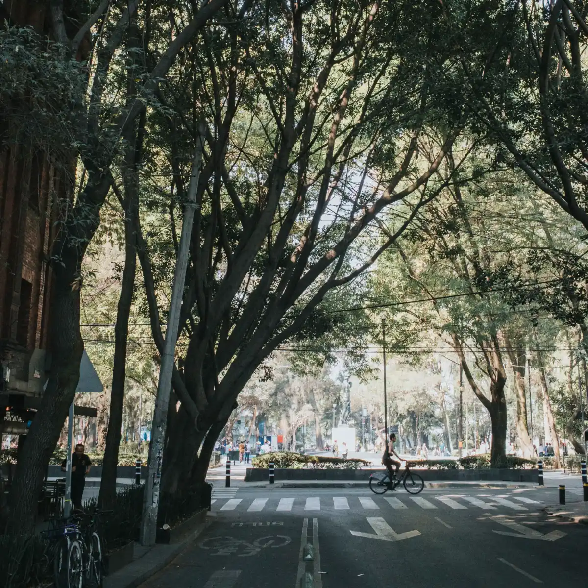 Bulevar arbolado de la Avenida Álvaro Obregón