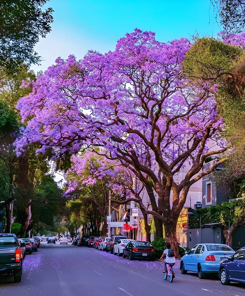 Jacarandas en flor sobre una calle de la Roma Norte en la Ciudad de México