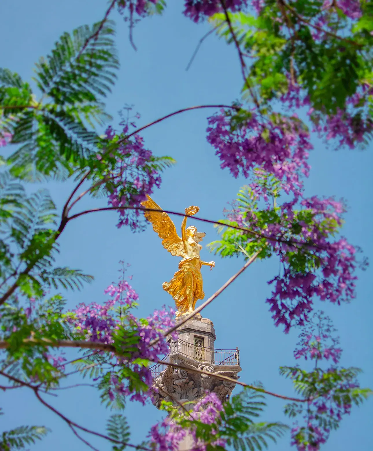 Ángel de la Independencia enmarcado por jacarandas en la Ciudad de México